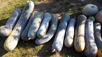 Насіння гарбуза Лунга Пієна ді Наполі 2 г (Коуел) GAR-007 фото
