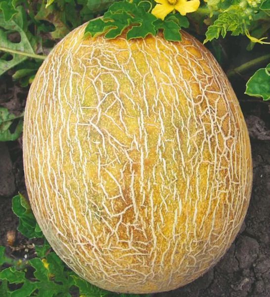 Насіння дині Ананас 0,5 г (Професійне насіння) DIN-007 фото