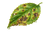 Фунгіциди (від хвороб)