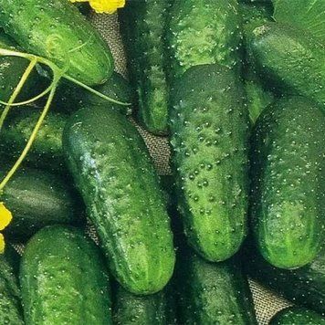 Огірок Кущовий 2 г OG-076 фото
