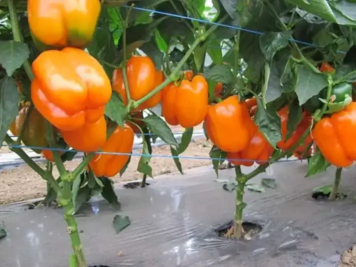 Насіння кубовидного перцю Магно F1 8 шт (Leda Agro) PER-010 фото