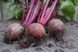 Буряк Детройт 20 г BUR-019 фото 2