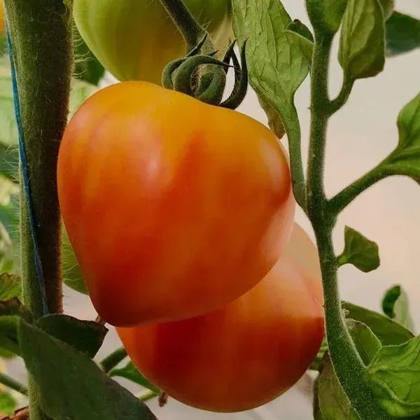 Насіння томатів Барселона F1 8 шт (Breeding Seeds) TOM-094 фото