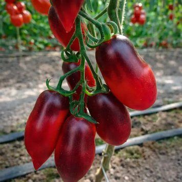 Насіння томатів Гурман F1 10 шт (Breeding Seeds) TOM-095 фото
